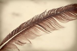 feathers pictures - Pictures of feathers - inspiration from nature - luscious blog.jpg